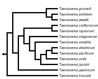 taxon links