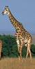 giraffes