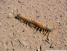 Scolopendra heros, giant desert centipede