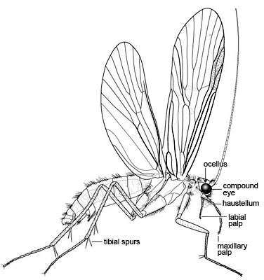 drawing of a caddis fly adult
