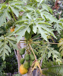 Papaya tree, Carica papaya