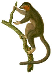drawing of a  lemur