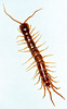 Garden centipede, Lithobius forficatus