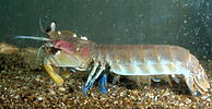 Mantis shrimp, Hemisquilla californiensis