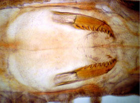 Nereididae jaws retracted inside the body