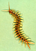 Desert centipede, Scolopendra