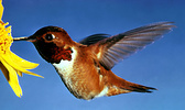 Rufous Hummingbird