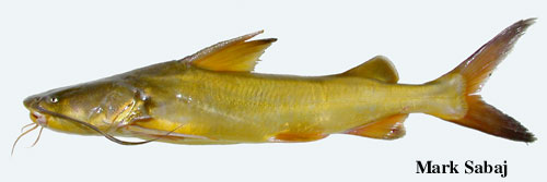 specimen showing fin spines, barbels and naked skin characteristic of most catfishes
