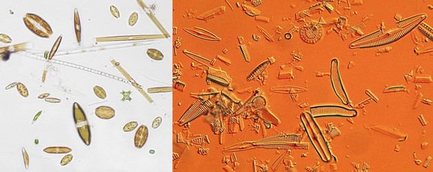 living and subfossil diatoms