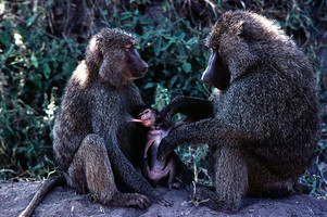 A male baboon (Papio anubis) grooms an infant suckling from its mother