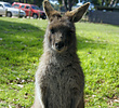  Eastern Grey Kangaroo (joey)