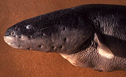 head of an electric eel