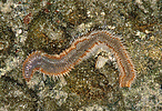 single fire worm on rock