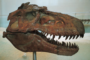 skull of Gorgosaurus libratus