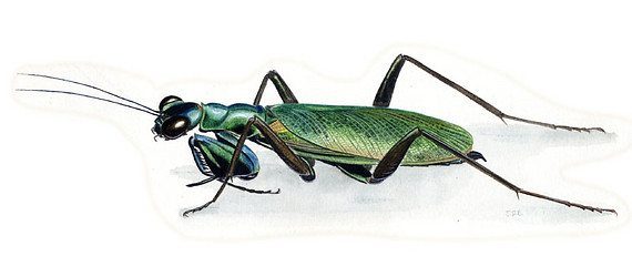 Mantis, (Metallyticus splendidus), Sumatra