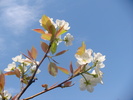 flowering bartlet pear tree