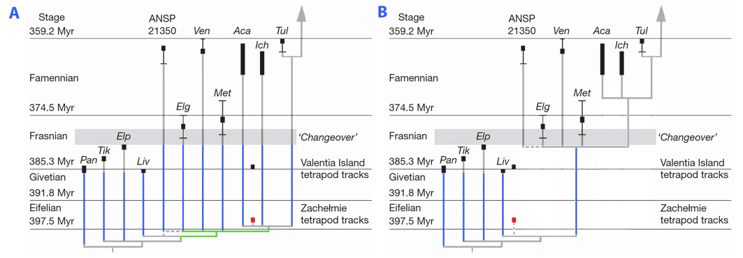 Phylogenetic tree with two possible placements of the Zachelmie trackway
