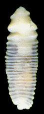 Micrograph of Rugogaster hyrdolagi