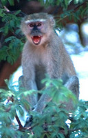 Vervet monkey (Catarrhini)