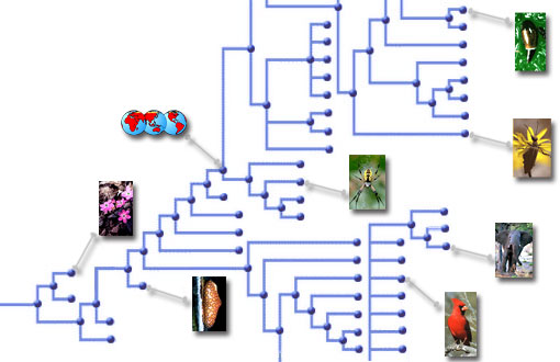 The Tree of Life Database has nodes that represent organisms, and all of the data on the ToL is attached to these nodes. The nodes are organized in the manner of the genetic connections between all Life on Earth.