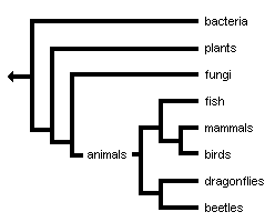 tree diagram: (((((beetles, dragonflies), ((mammals, birds), fish)), mushrooms), trees), gut bacteria)
