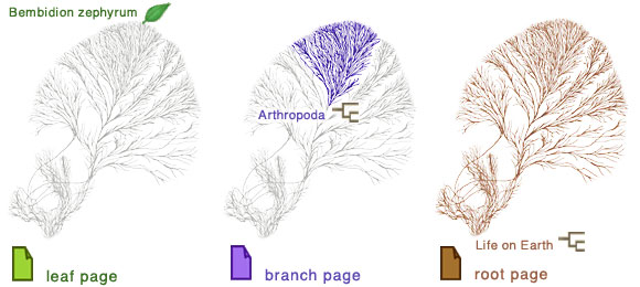 Leaf pages represent tips of the tree of life, branch pages represent groups containing several related subgroups