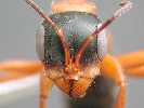 image of ant